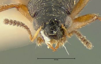 Media type: image;   Entomology 24068 Aspect: head dorsal view